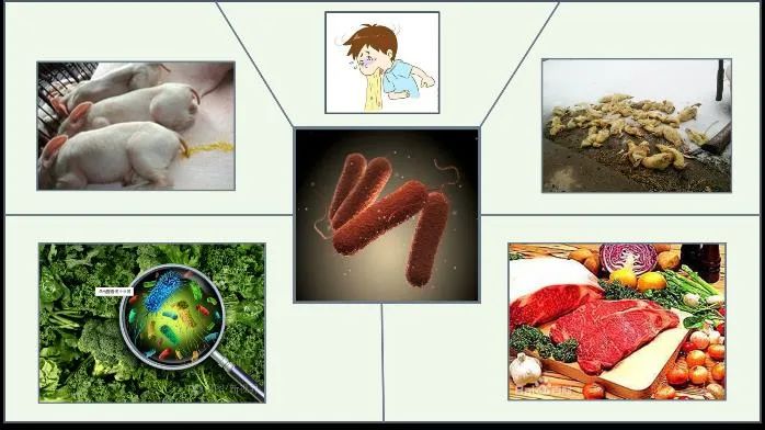 噬菌体在食品保护中的应用与挑战