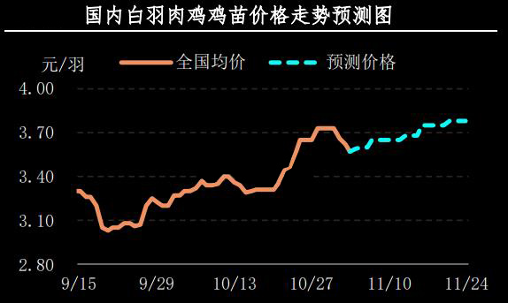 白羽肉鸡鸡苗