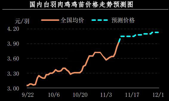 白羽肉鸡鸡苗