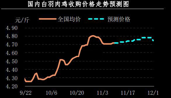 白羽肉鸡