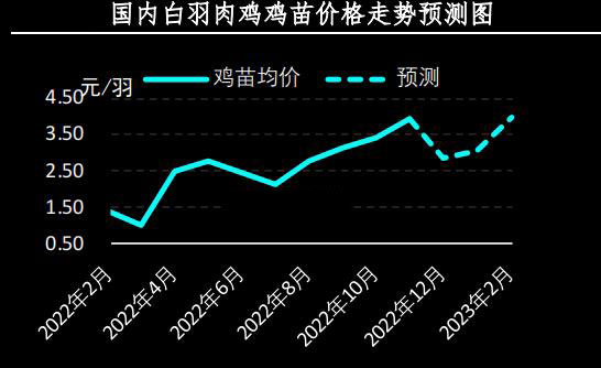 白羽肉鸡苗