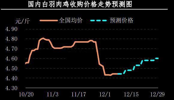 白羽肉鸡